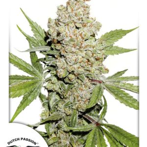 Auto Lemon Kix Dutch Passion