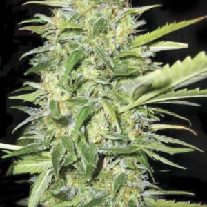 Bulk Auto Lime Skunk z vinsko rastjo, srednje velikimi brsti, močno limonino aromo in uravnoteženim Sativa/Indica učinkom, primerna za indoor in outdoor gojenje.