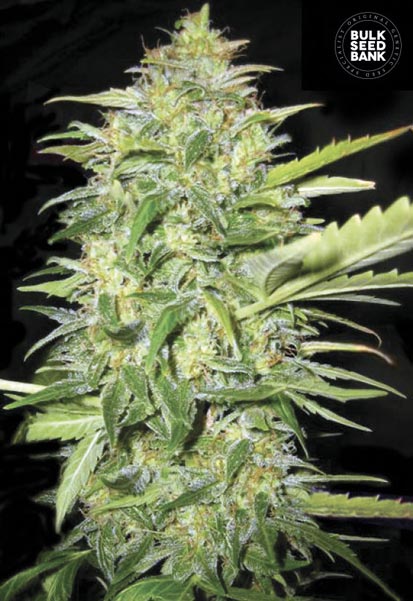 Auto Lime Skunk Bulk