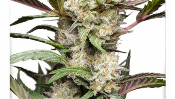 Auto Mimosa Punch autoflower z gostimi, smolnatimi cvetovi, vijoličnimi in rožnatimi odtenki ter izrazitim terpenskim videzom.