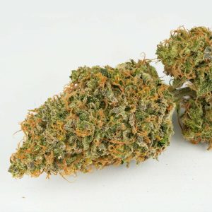 Auto Mokum's Tulip autoflower – kompaktna rastlina s trdnimi, smolnatimi cvetovi in sladkim kremastim terpenskim profilom.