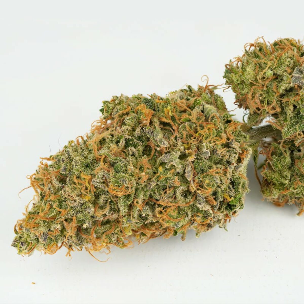 Auto Mokum’s Tulip Dutch Passion