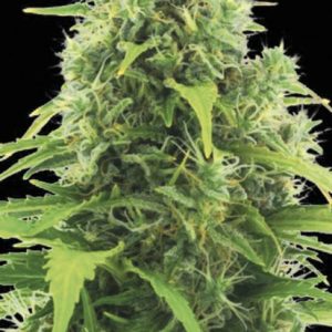 Auto Northern Light Bulk