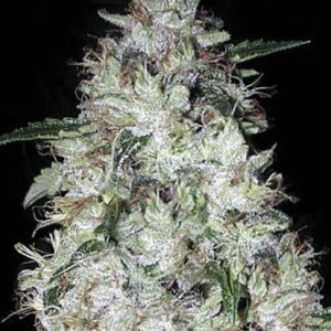 Bulk Auto OG Kush – avtomatsko cvetoča feminilna konoplja z aromo limone in popra, močan telesni Indica učinek, primerna za indoor in outdoor pridelavo.