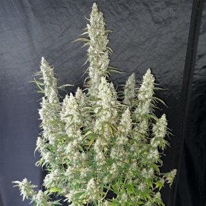 Auto Oh My Gusher autoflower rastlina z belimi, smolnatimi popki in gosto plastjo trihomov