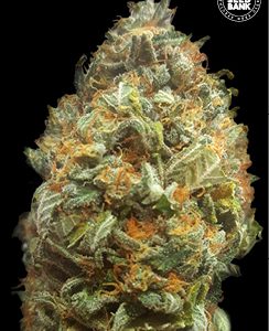 Bulk Auto Original Orange Bud