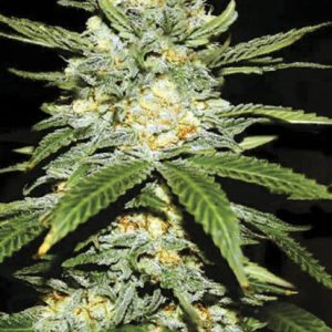 Bulk Auto Perfect Power Plant z srednje velikimi, kompaktno rastočimi brsti, aromo popra in začimb ter energizirajočim Sativa-učinkom, primerna za indoor in outdoor gojenje.
