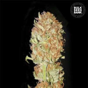 Bulk Auto Psychedelic z majhnimi, kompaktno rastočimi cvetovi, smolnatimi brsti in sladkim vonjem kostanja ter začimb, odporna na plesni in bolezni.
