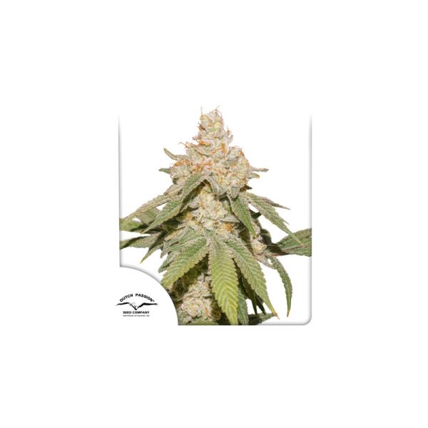 Auto SFV OG autoflower rastlina z belimi, smolnatimi OG cvetovi in gosto plastjo trihomov