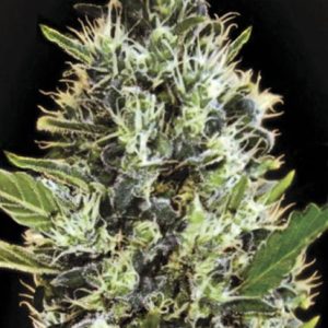 Auto Sunmango Bulk