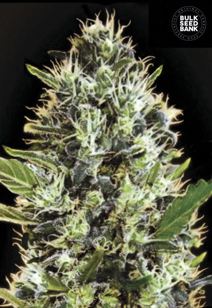 Auto Sunmango Bulk