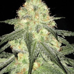 Bulk Auto Sour Diesel – Autoflowering Sativa-dominantna konoplja z dizelsko aromo, notami citrusov in borovega lesa, mentalno stimulativen učinek, primerna za indoor in outdoor gojenje.