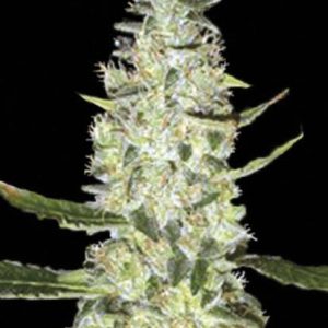 Rastlina Bulk Special Skunk Automatic z velikimi, smolnatimi cvetovi, značilno Indica strukturo in sladkim, sadnim vonjem.