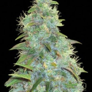 Bulk Auto Sweet Tooth – avtomatsko cvetoča feminilna konoplja z jagodično aromo, močan cerebralni in telesni učinek, primerna za indoor in outdoor gojenje.