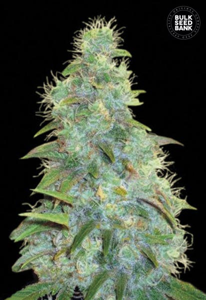 Auto Sweet Tooth Bulk