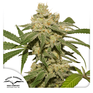 Auto MAC #1 Dutch Passion – kompaktni, snežno beli, smolnati autoflower cvetovi z visokim THC.