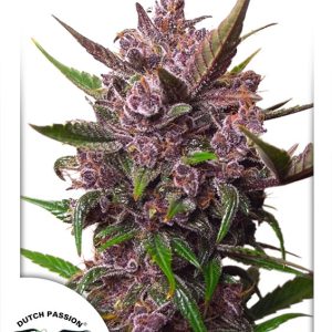 Auto Blackberry Kush Dutch Passion