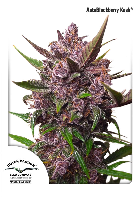 Auto Blackberry Kush Dutch Passion