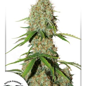 Auto Brooklyn Sunrise Dutch Passion – kompaktni smolnati autoflower cvetovi z izrazitim vonjem dizla, citrusov in začimb.