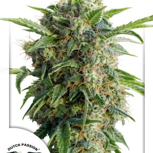 Auto Daiquiri Lime Dutch Passion
