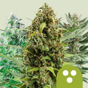 Autoflowering Mix Royal Queen Seeds