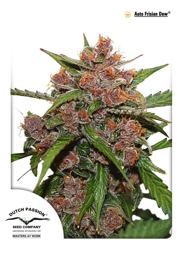 Auto Frisian Dew autoflower z zeleno-vijoličnimi cvetovi, zemeljskim vonjem in sproščujočim učinkom, višina 100–130 cm.