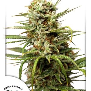 Auto White Widow feminised autoflower rastlina z kompaktno Indica-dominantno strukturo, debelo plastjo trihomov in intenzivnim citrusno-sladkim vonjem.