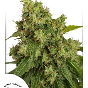 Auto Xtreme Haze rastlina s kompaktno Haze strukturo, smolnatimi cvetovi in izrazito Sativa aromo