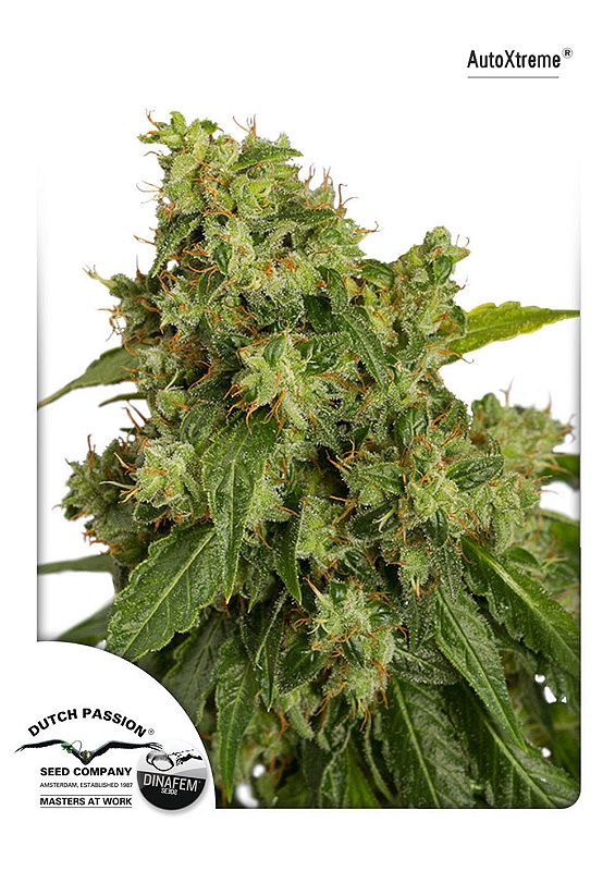 Auto Xtreme Haze rastlina s kompaktno Haze strukturo, smolnatimi cvetovi in izrazito Sativa aromo