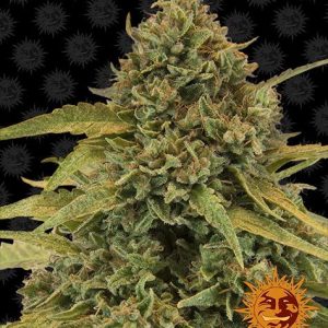 Bad Azz Kush Barney's Farm