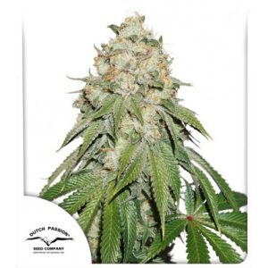 Banana Blaze Dutch Passion