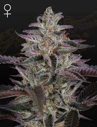 Banana Krumble Green House