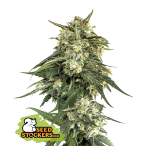 BCN Critical XXL Fast Seedstockers