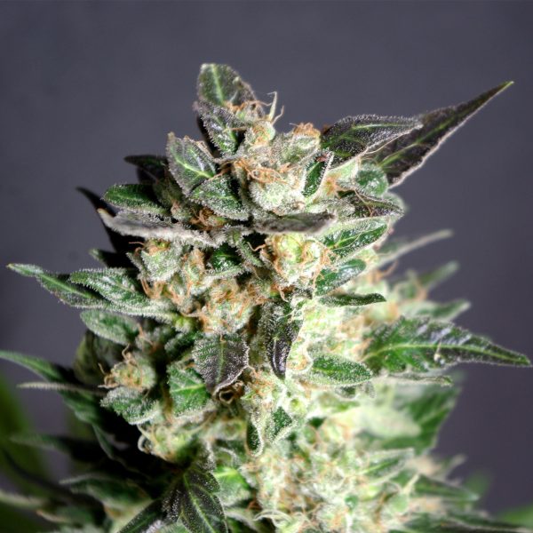 BCN Diesel CBD rastlina z limonasto rumenimi listi, smolnatimi popki in značilno dizelsko aromo.