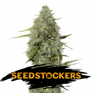 BCN Critical XXL Auto Seedstockers