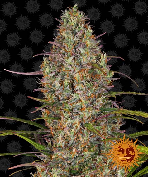 Auto Glue Gelato