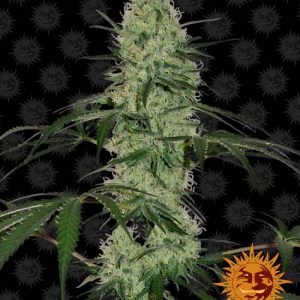 Tangerine Dream Auto Barney's Farm