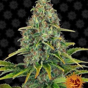 Blueberry Cheese Auto Barney's Farm