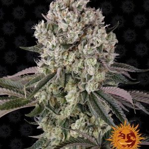 Glookies Barney's Farm