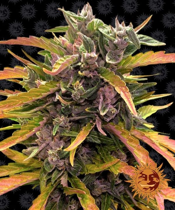 Gorilla Glue Auto Barney's Farm