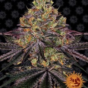 Watermelon Zkittles Barney's Farm