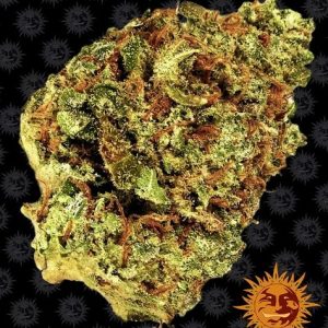 Watermelon Zkittles Auto Barney's Farm