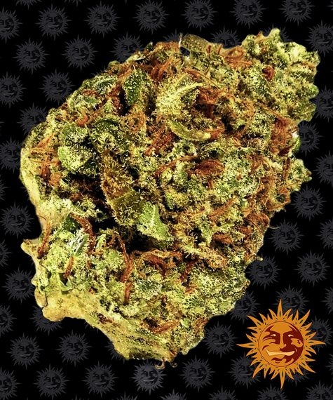 Watermelon Zkittles Auto Barney’s Farm