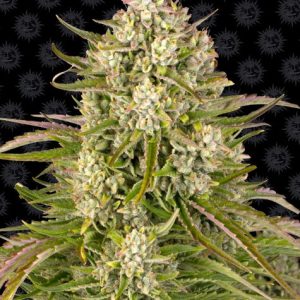Wedding Cake Auto Barney's Farm