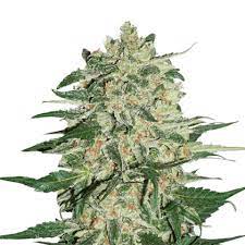 Big Bud Seedstockers