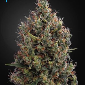 Big Bang Auto Green House