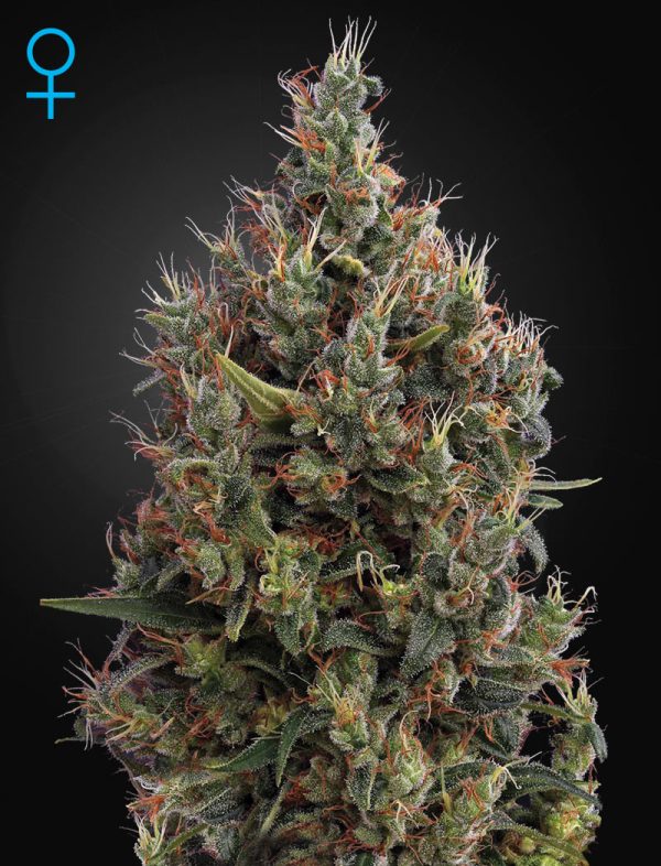 Big Bang Auto Green House