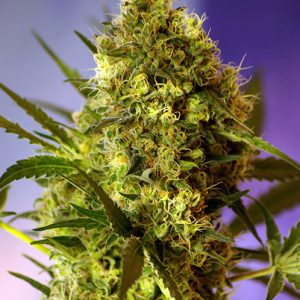 Big Devil #2 Auto Sweet Seeds