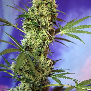 Big Devil Auto Sweet Seeds