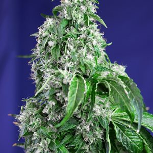 Big Devil F1 FV Sweet Seeds